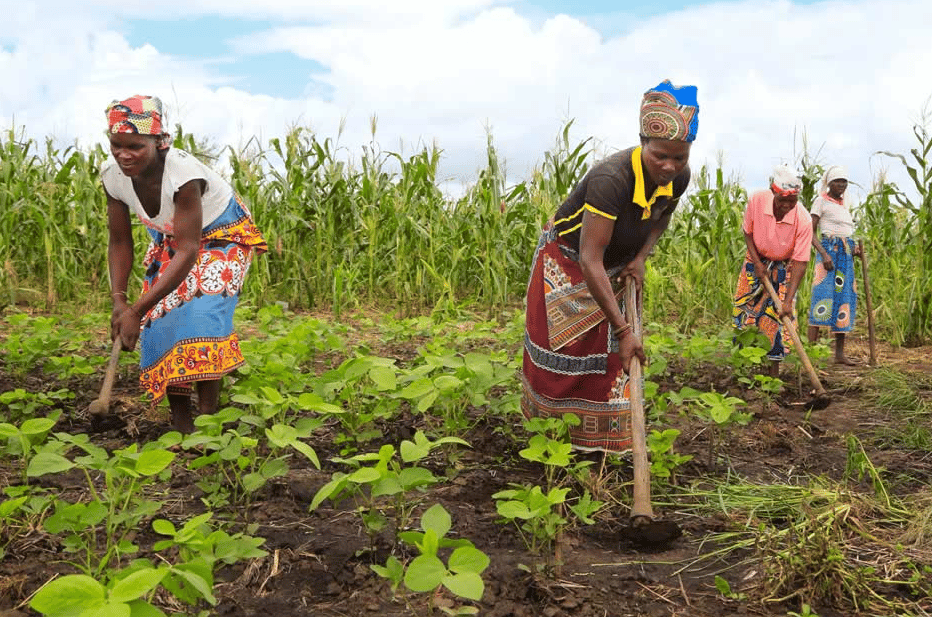 NERPO calls for the inclusion of the ‘missing middle farmers’ in the ...