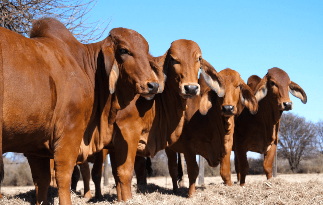 Livestock communities not out of the FMD danger zone yet - SAPPO